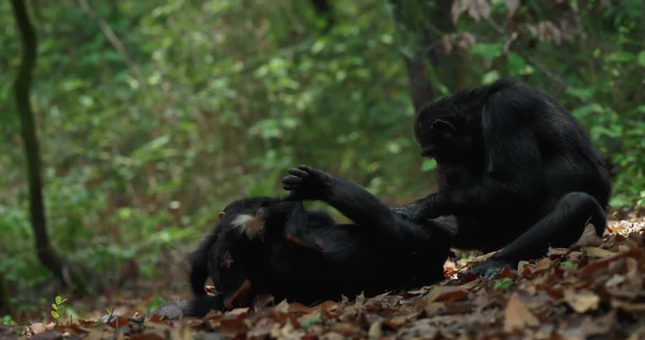 A clip of apes in a jungle