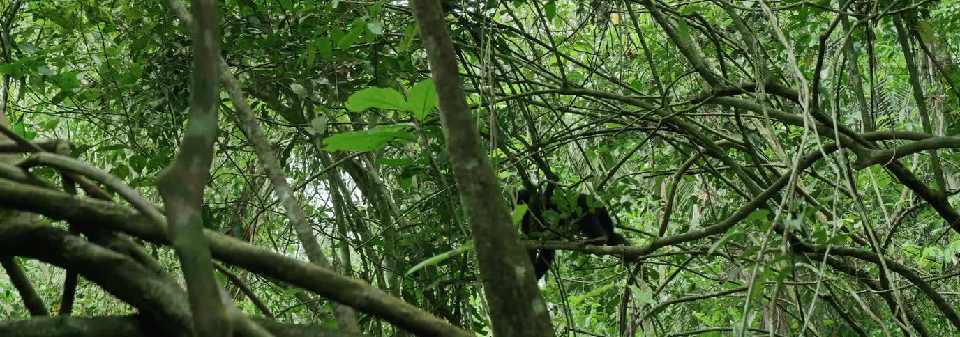 Chimpanzee walking across branches in a large canopy tree