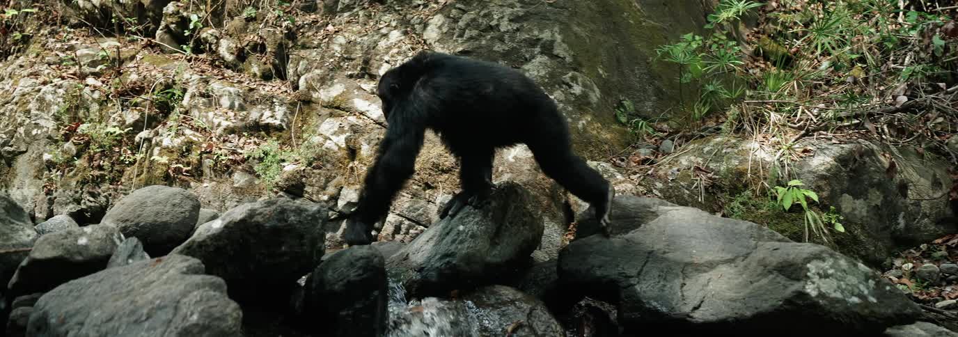 Chimpanzee climbing rocks next to a river