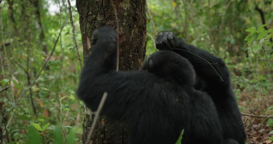 Two chimpanzees are fiddling with small tendrils of grass in a hole in a tree