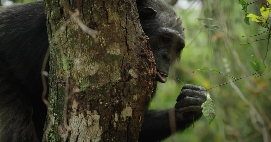 Chimpanzee next to a tree eating a thin stem of a plant