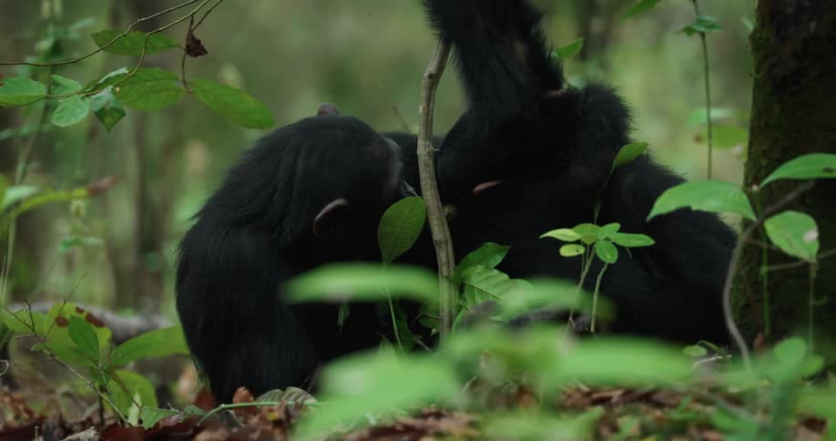 Mother chimpanzee playing with her baby in the forest