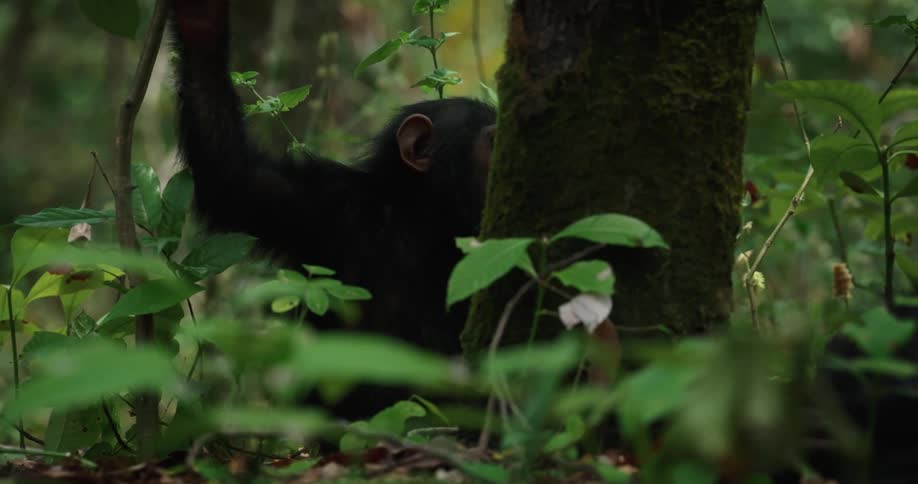 Baby chimpanzee in a forest