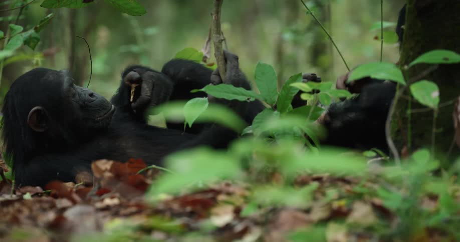 Chimpanzees including babies playing in the forest