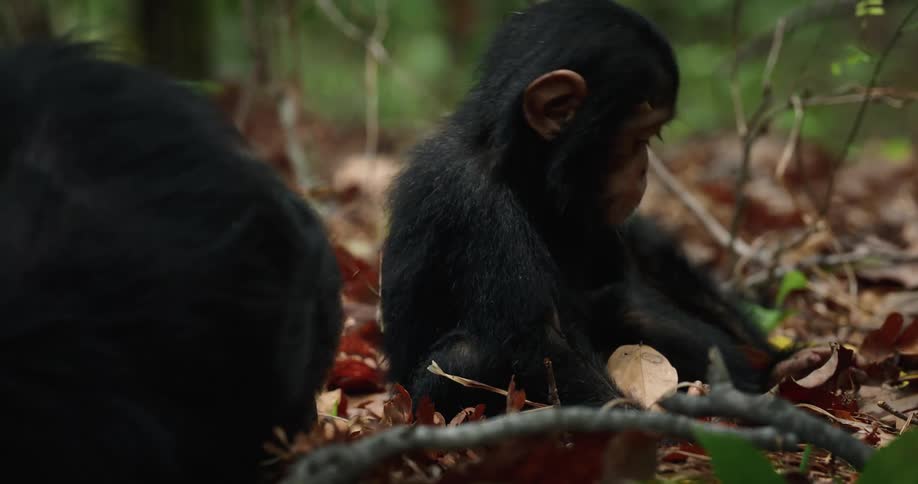 A clip of a baby chimpanzee playing