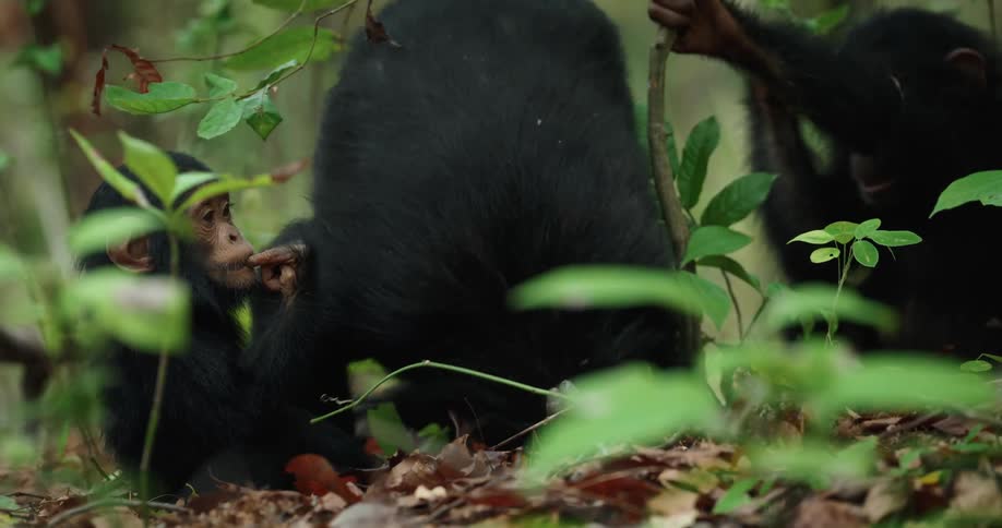 An image of chimpanzees playing together
