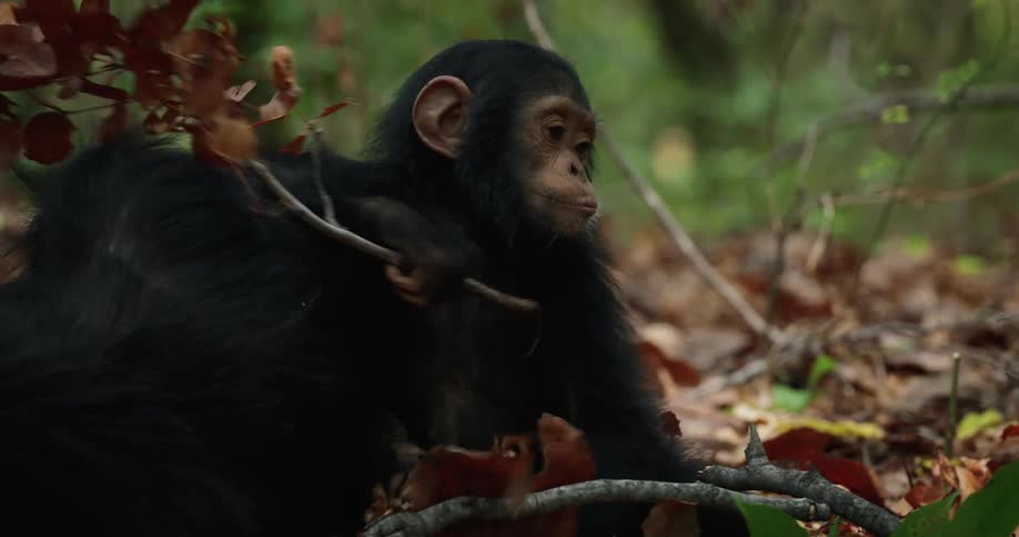 Baby chimpanzee walking through dry leaves in the forest