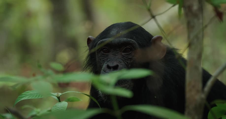 Chimpanzee among the leaves of a forest