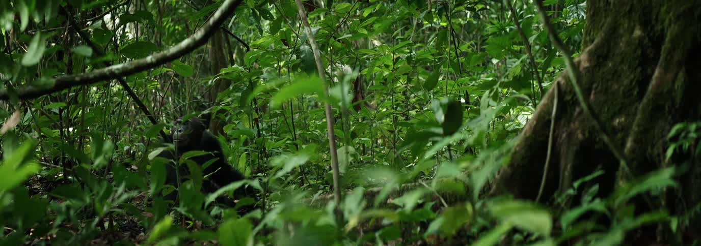 Chimpanzee camouflaged amongst the leaves and trees in the jungle