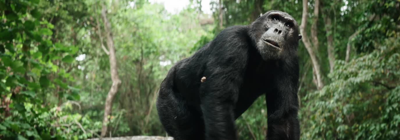 Chimpanzee walking across boulders in the jungle