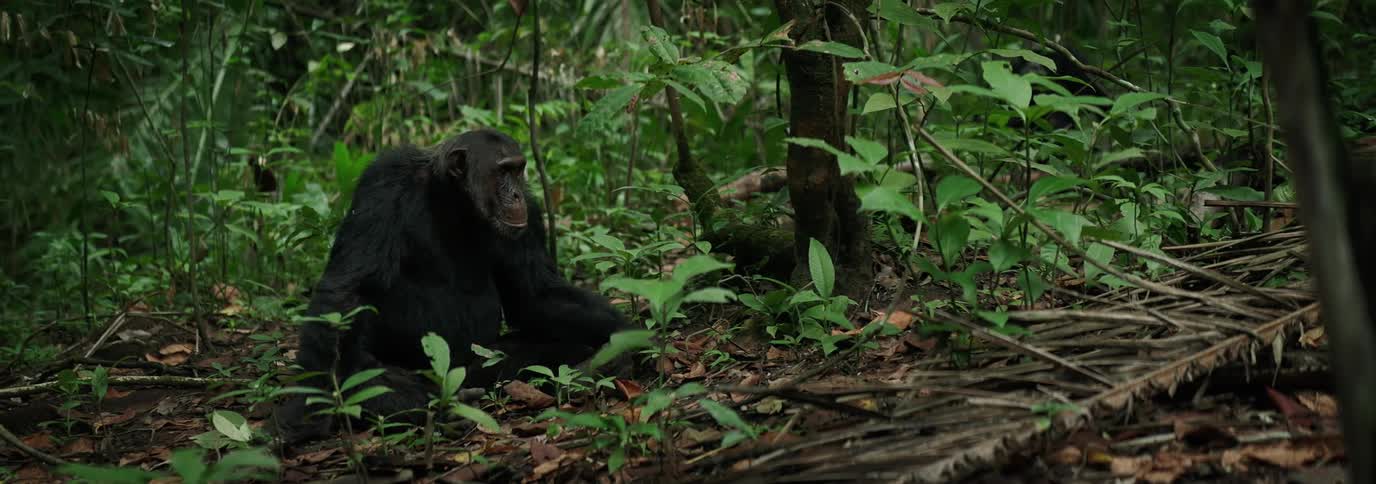 A close up clip of a chimpanzee sitting