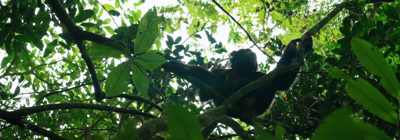 Chimpanzee lounging on branches of a large canopy tree