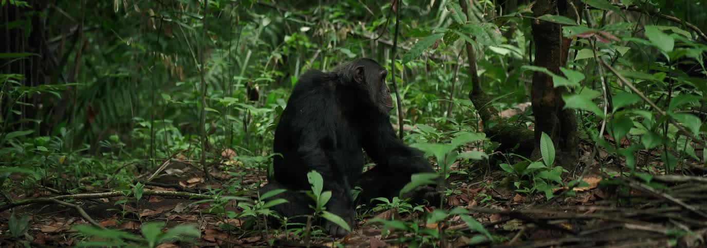 Chimpanzee sitting on leaves in a forest