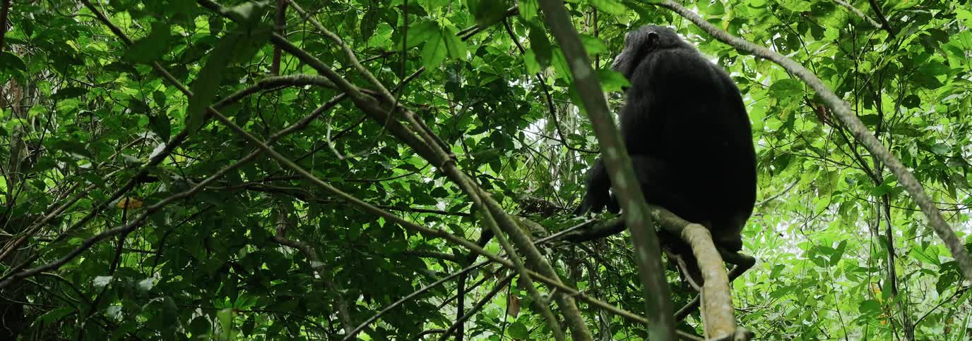 A clip of a chimpanzee sitting of a branch of a tree