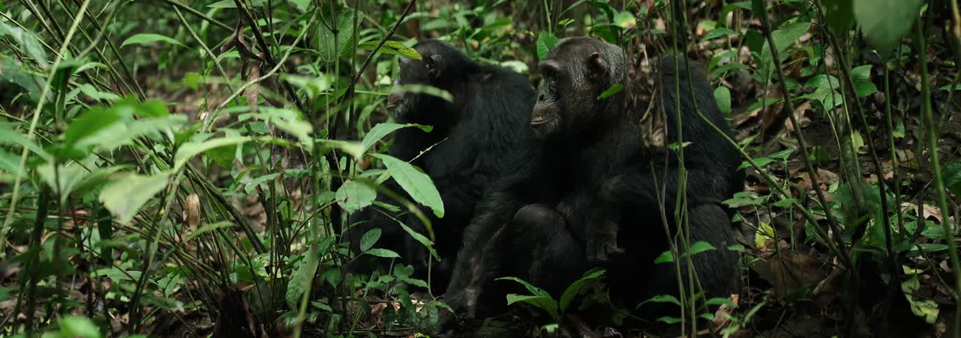 Two chimpanzees sitting among vegetation in the forest