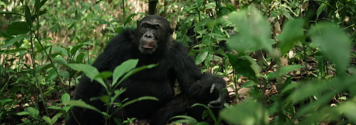 A chimpanzee is looking around in the jungle