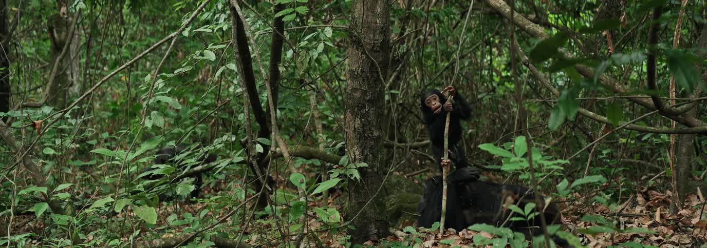 In the jungle a baby chimpanzee is climbing a branch on a tree
