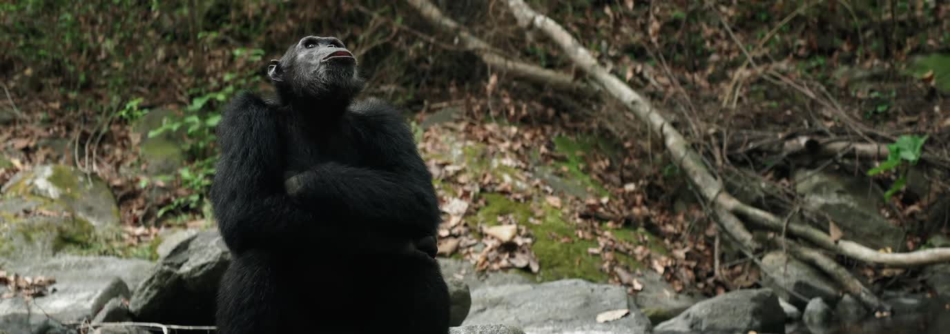 Chimpanzee sitting on the side of a river