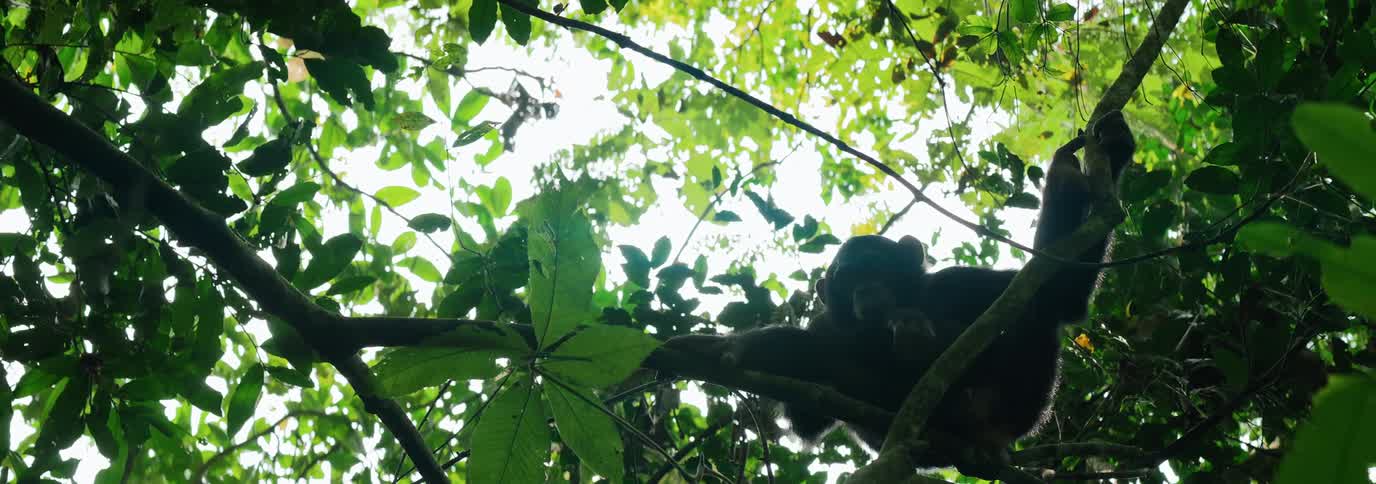 Chimpanzee lounging up high on branches under a canopy tree