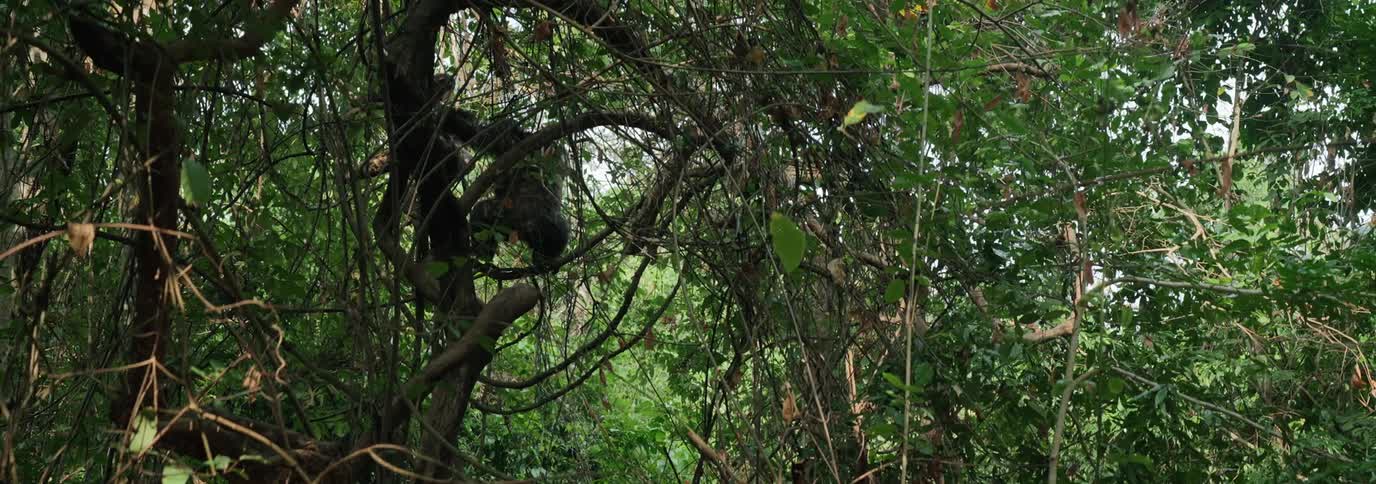 A blackfurred chimpanzee climbing a small tree with green leaves