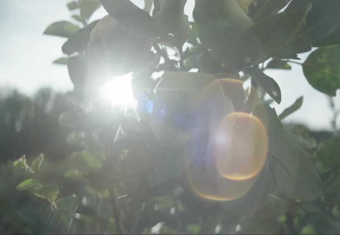 Three ripe quinces hang from a branch bathed in sunlight