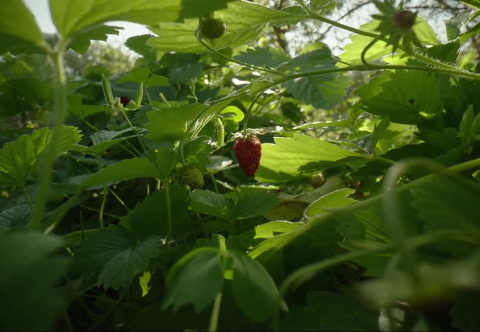 The crops on the farm are strawberries