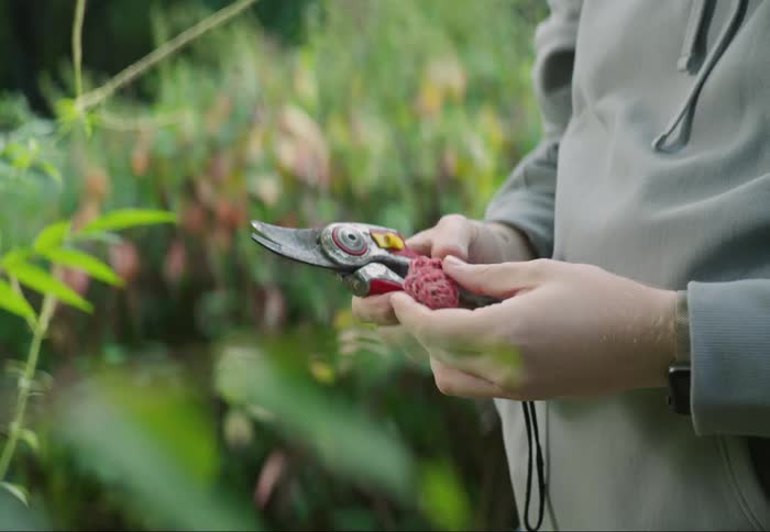 Hand holding pliers and a bunch of fruit