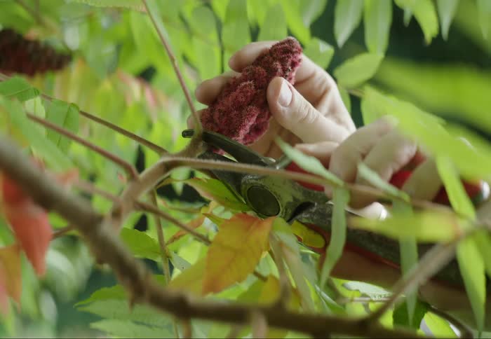 A hand uses pruning shears to snip a cluster of reddish pink sumac bobs from a branch