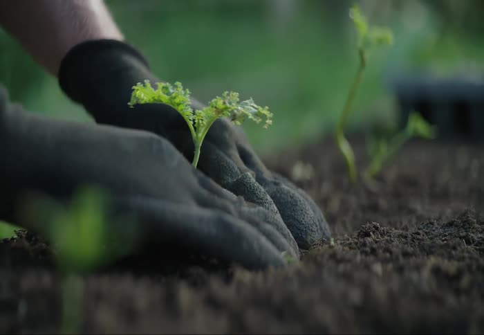 A person plants a sapling