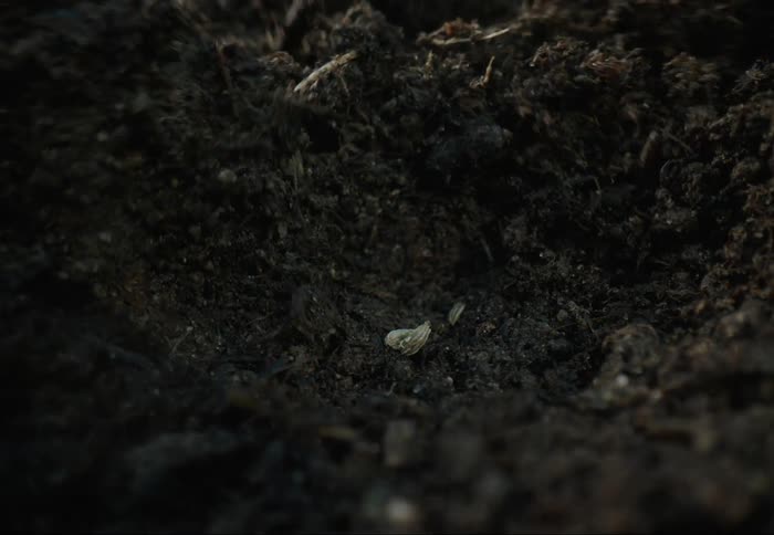 A seed is planted in the dirt