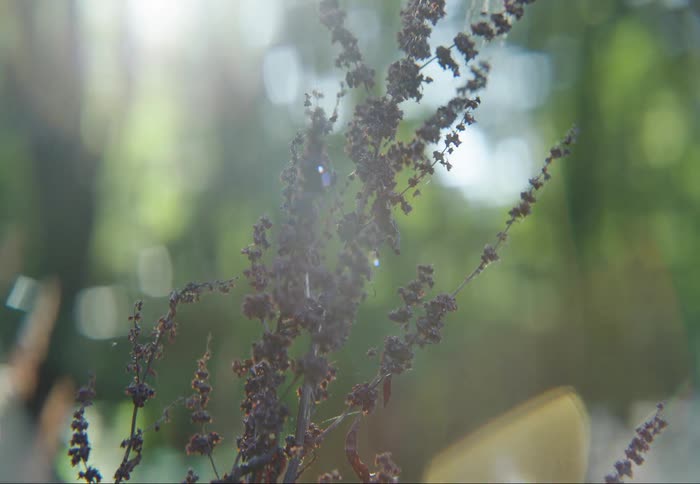 Flowers are in the forest on a sunny day
