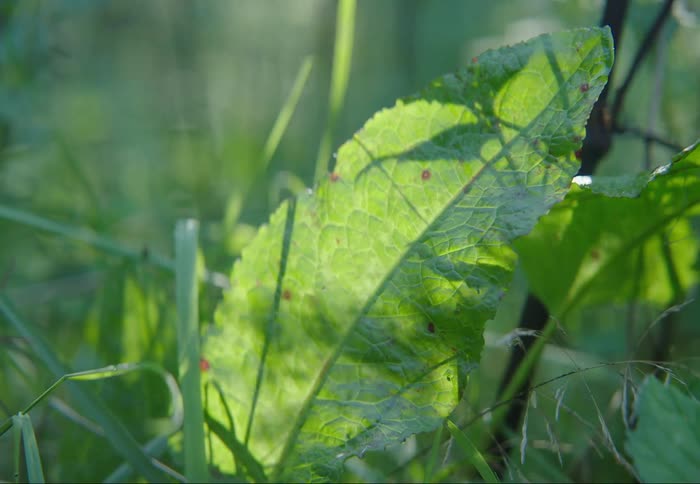 Closeup of a large green leaf in a group of weeds on a summer day
