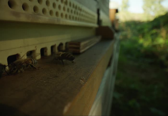 Honeybees crawl on the landing board of a beehive