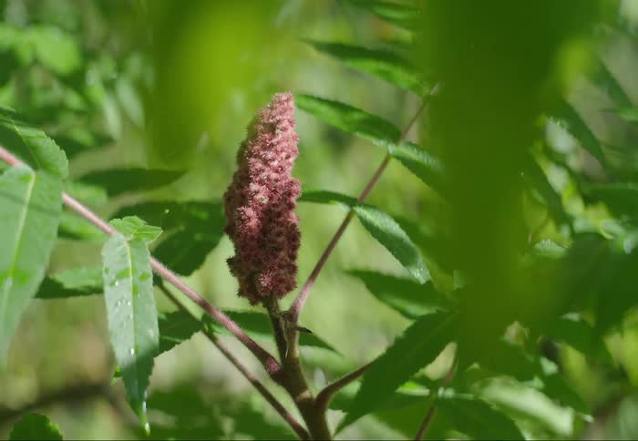 Closeup of a pink bloom growing on a green bush on a breezy summer day