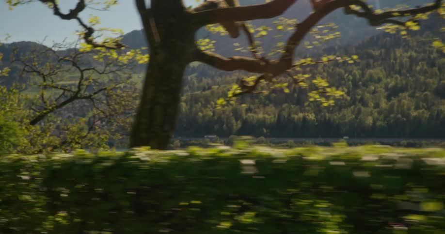 Moving landscape of trees and mountains by a lake