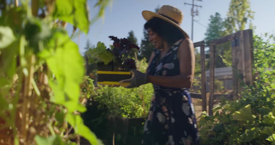 Woman carrying a box of vegetables in a vegetable garden