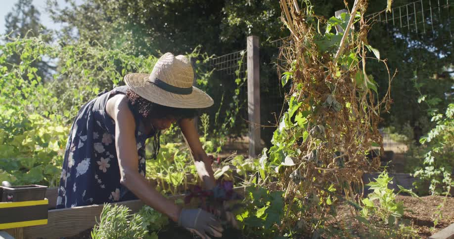 A woman is planting in the soil of her garden