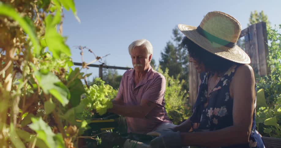 A man and a woman are crouched on the ground picking lettuce