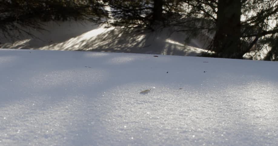 An untouched blanket of fresh snow