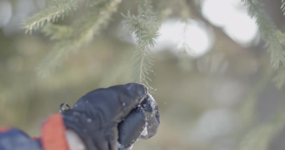 A young boy picks needles off of a pine tree