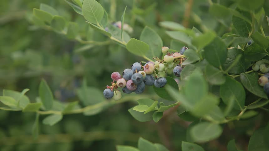 Close up of a green plant with colorful dots