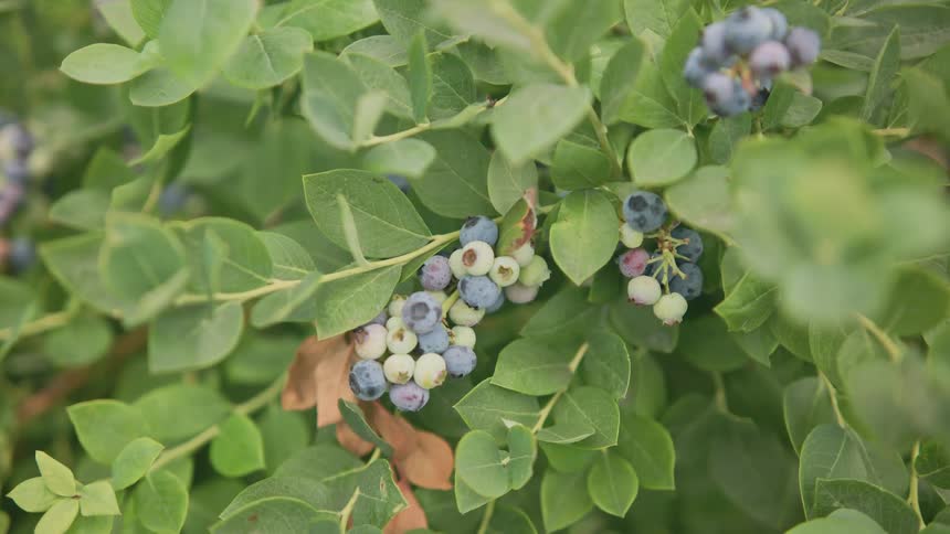 A cluster of ripening blueberries on a bush with some berries still green and others turning blue