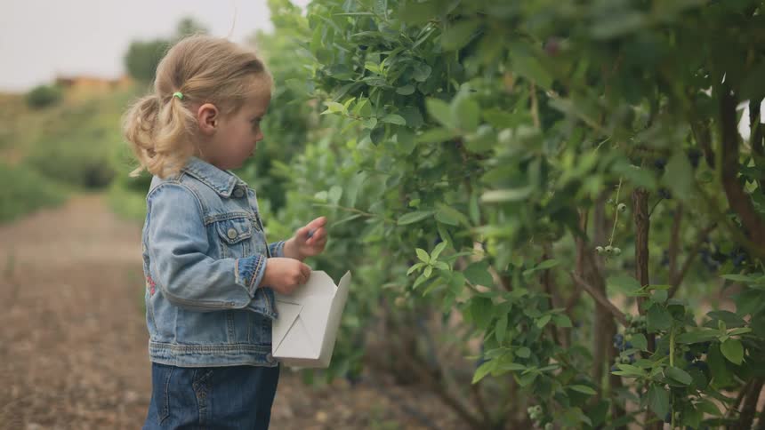 Little girl picking blueberries from a garden and putting them in a box she is holding