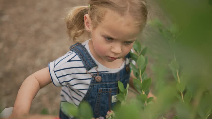 Little blonde girl running her hands over a low tree with green leaves