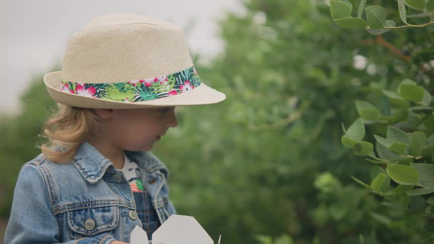 A girl wearing a sun hat is picking blueberries from bushes