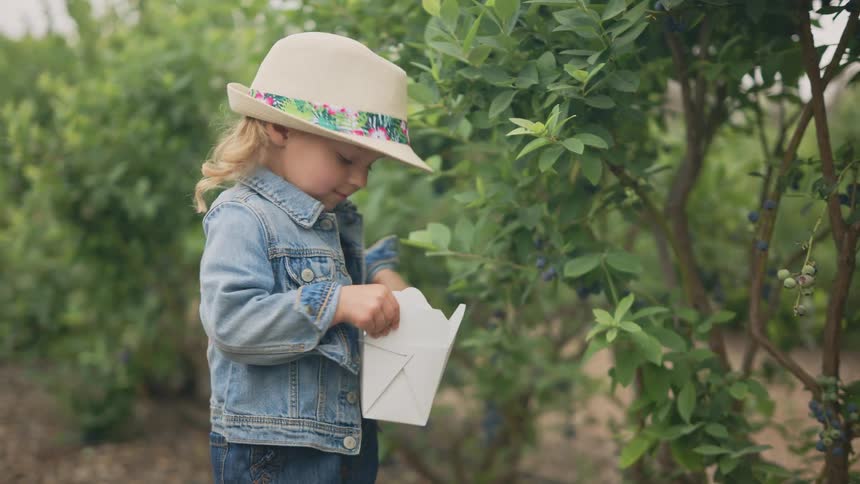 A girl wearing a sun hat picking blueberries from a bush