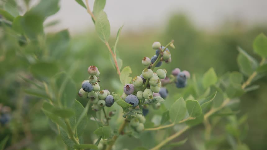 Blueberries hand from the crop