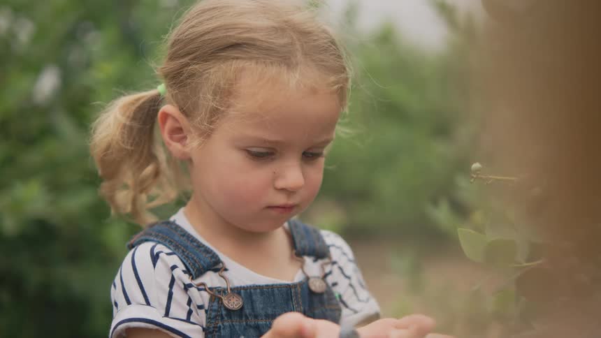 A girl with blonde hair in pigtails holding freshly picked blueberries in her hands