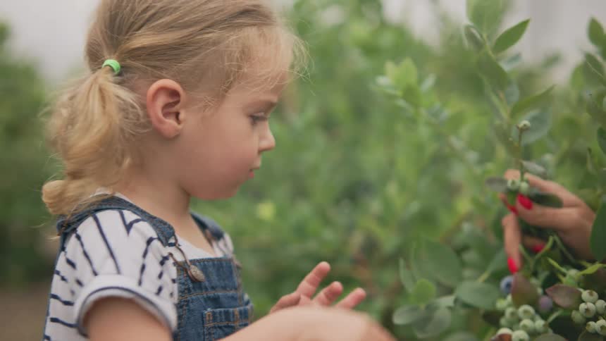 Little girl picking fruits from a tree