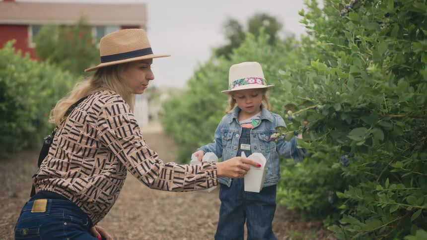 A young girl picks fresh blueberries on a berry farm while her mother kneels beside her